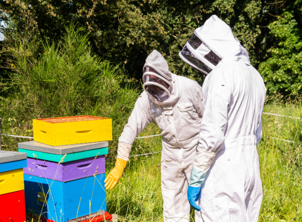 rucher collectif Saint-Alban